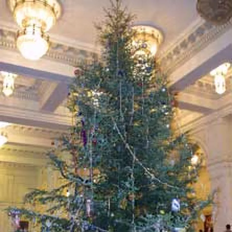 Bradul de Sarbatori ne costa intre 800.000 si 3.000.000 de lei