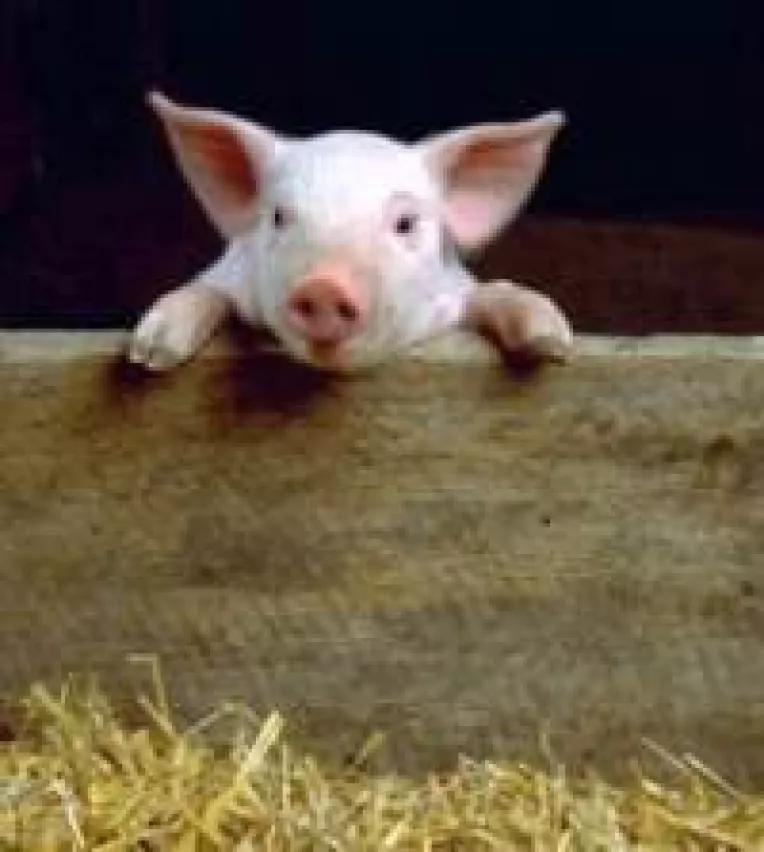 Comisia Europeana a sistat platile pe programul SAPARD pe 2008