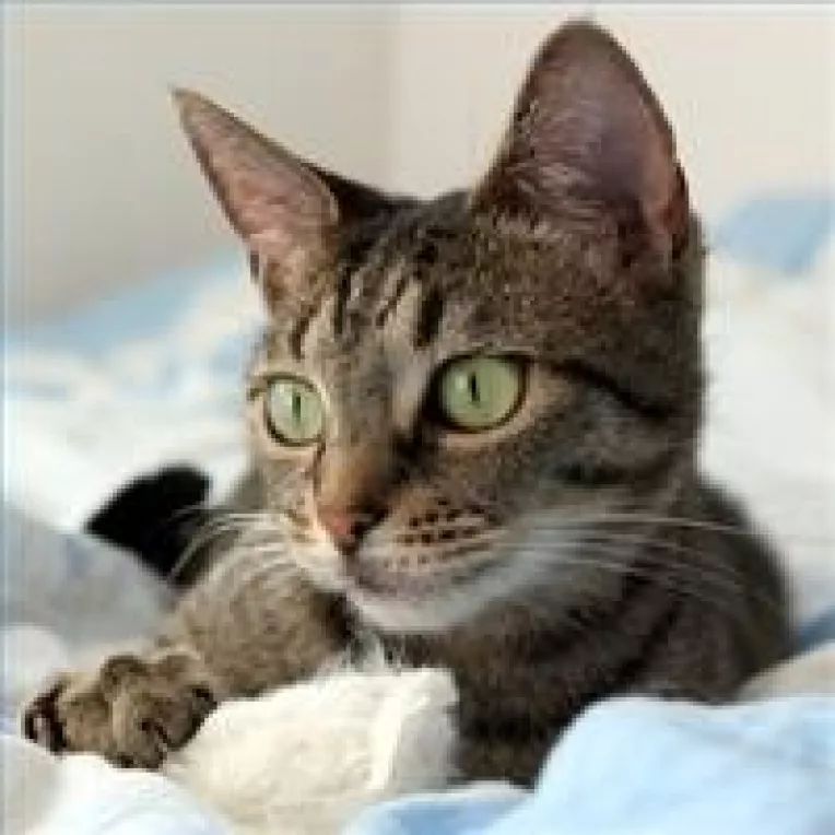 Cum sa preveniti pisicile sa urineze pe covor!