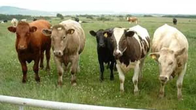 Laptele din Dolj, interzis in UE