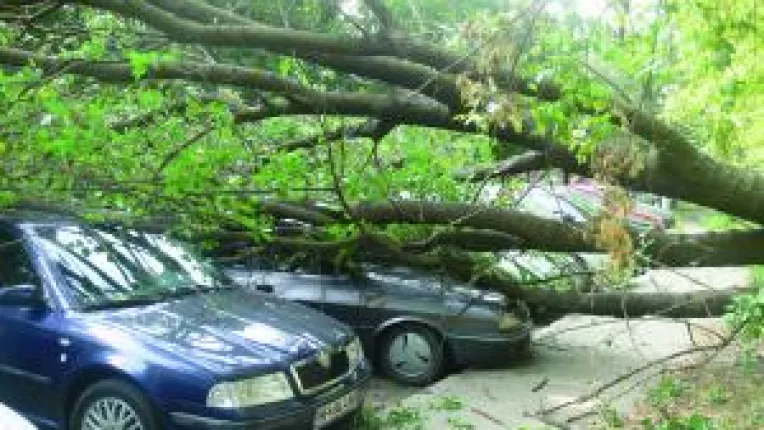 Patru masini prinse sub un copac