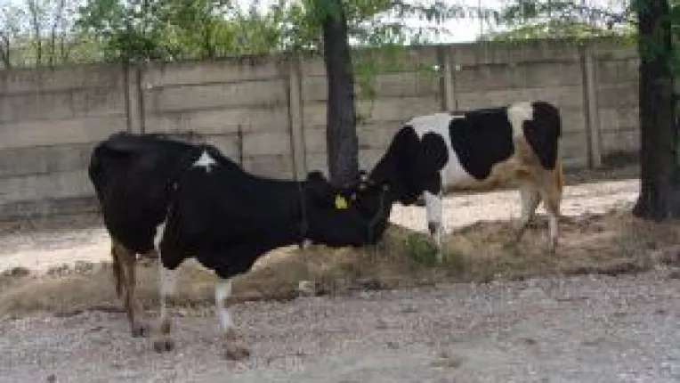 Taxele pentru pasunat raman neschimbate