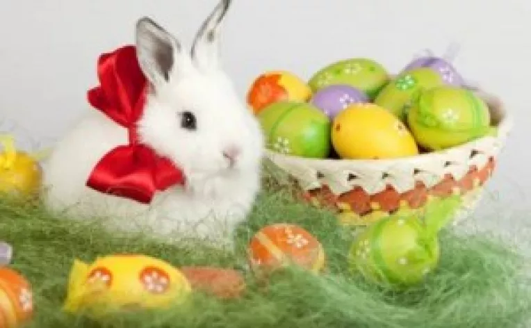 Traditia indragitului Iepuras de Paste isi are originile in legendele germane