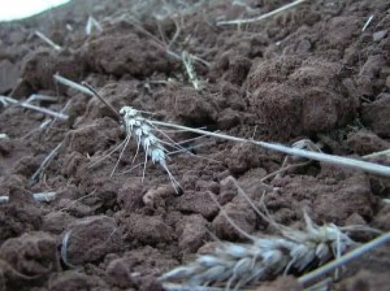 Vijeliile au spulberat culturile de soia si grau